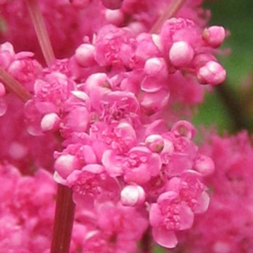 Filipendula purpurea - Purple Meadowsweet (Flowering)