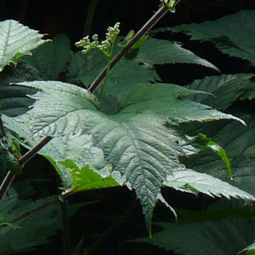 Filipendula camtschatica (Foliage)