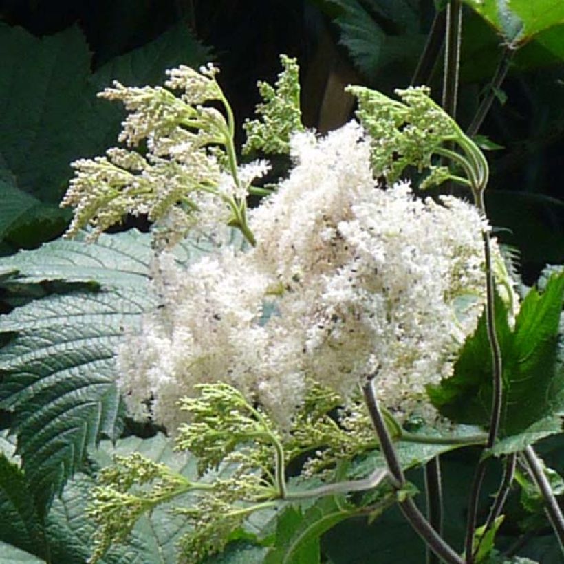 Filipendula camtschatica (Flowering)