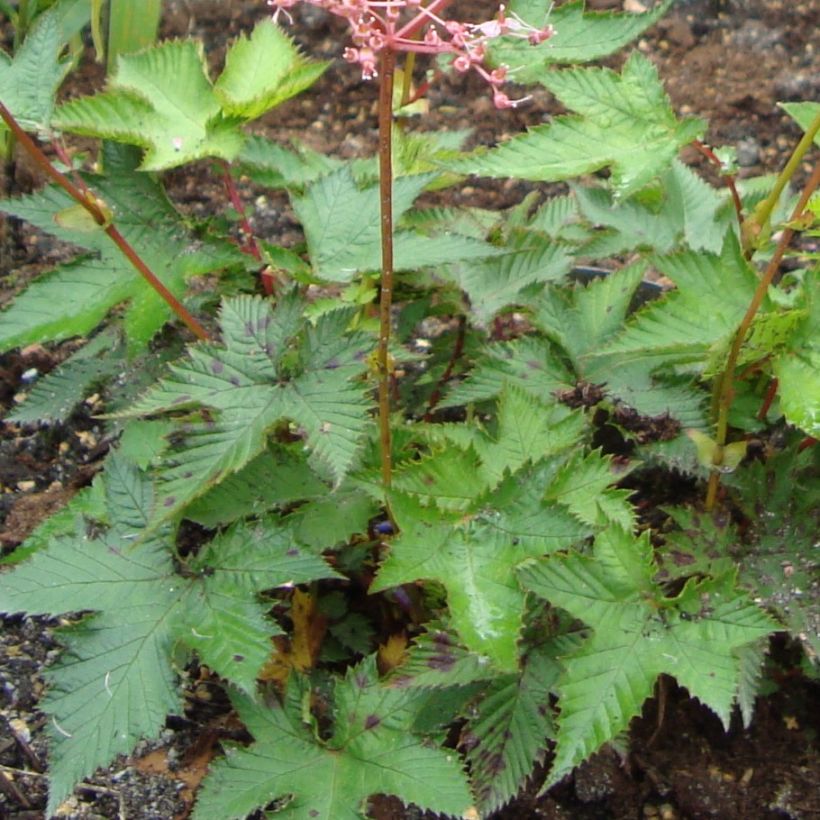 Filipendula multijuga (Foliage)