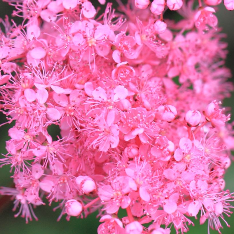 Filipendula multijuga (Flowering)