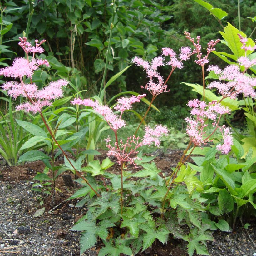 Filipendula multijuga (Plant habit)