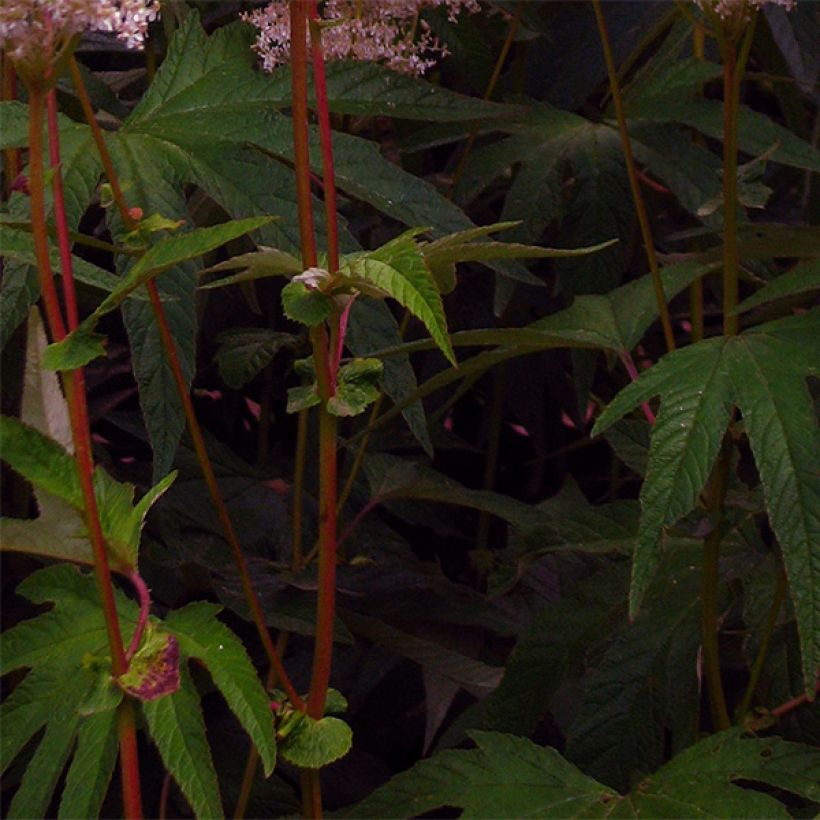 Filipendula palmata (Foliage)