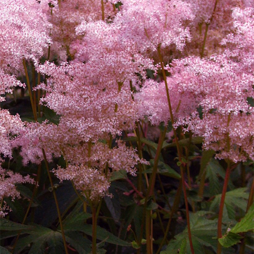 Filipendula palmata (Flowering)