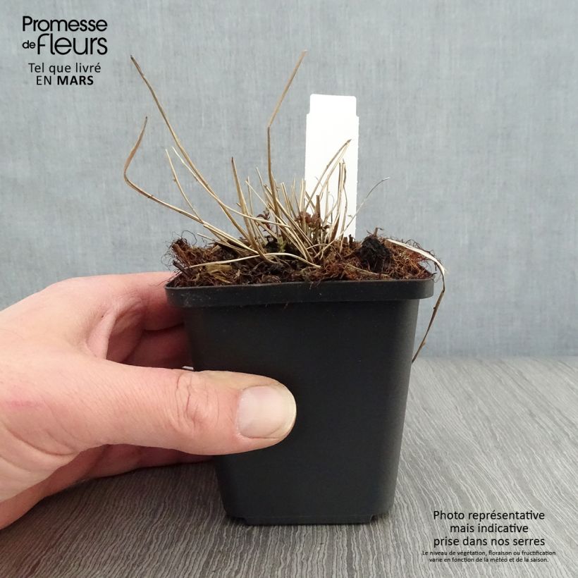Filipendula palmata 8/9 cm pot sample as delivered in spring