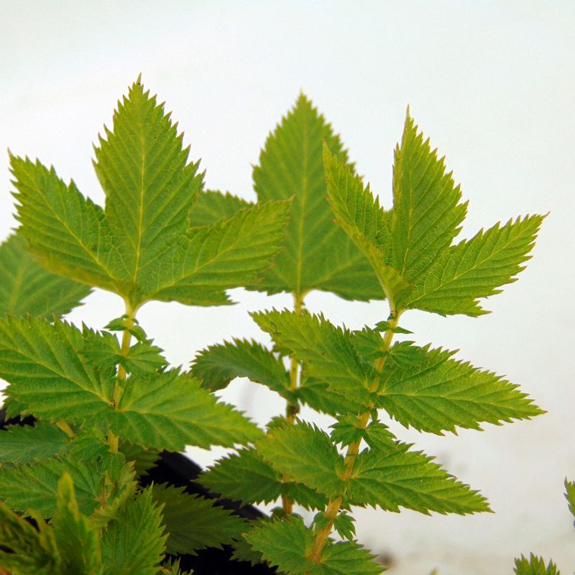 Filipendula palmata Nana (Foliage)