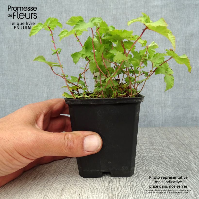 Filipendula palmata Nana 8/9 cm pot sample as delivered in summer