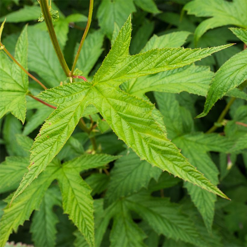 Filipendula purpurea Alba (Foliage)