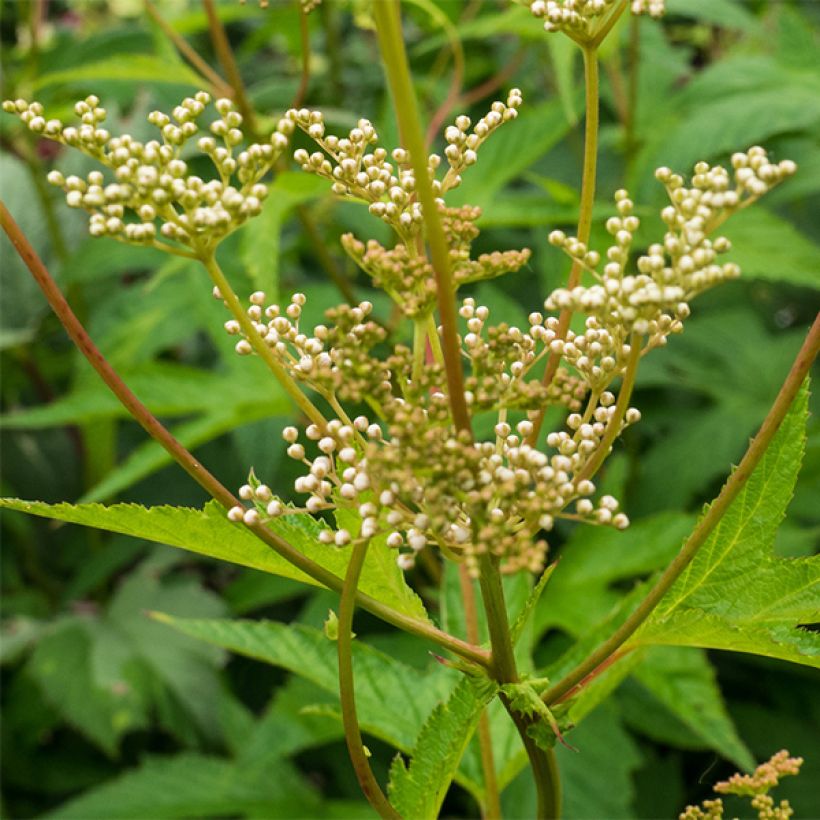 Filipendula purpurea Alba (Flowering)