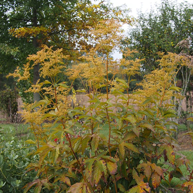 Filipendula purpurea Alba (Plant habit)