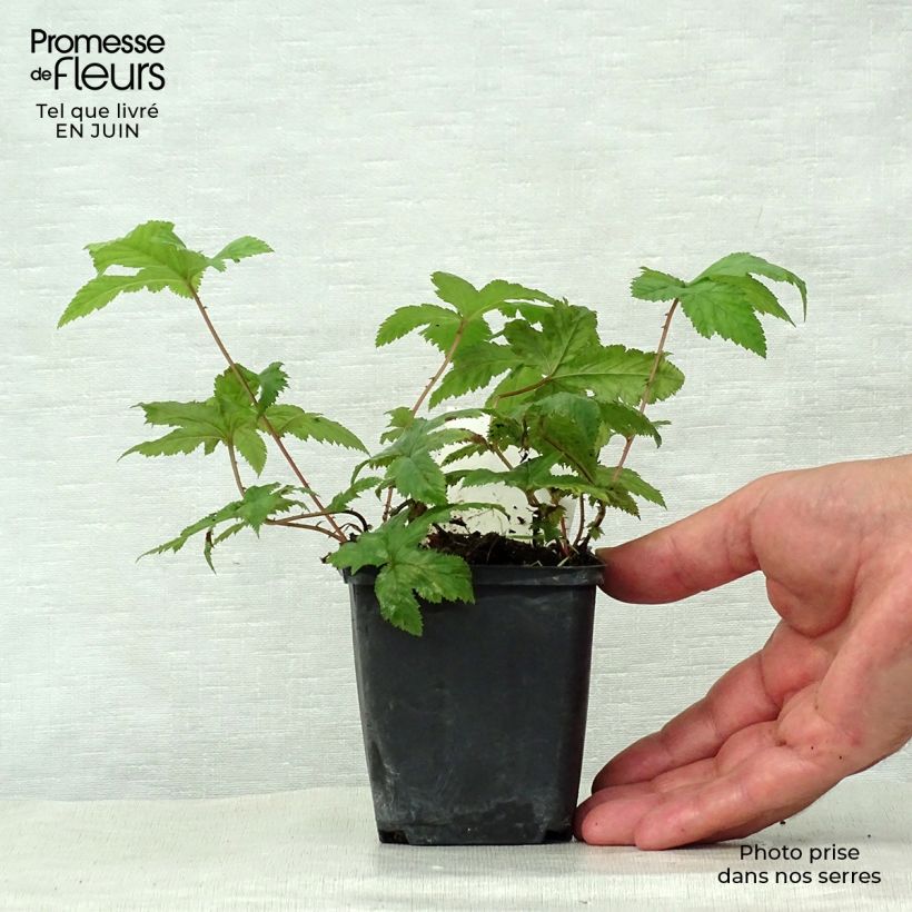 Filipendula purpurea Alba 8/9 cm pot sample as delivered in summer