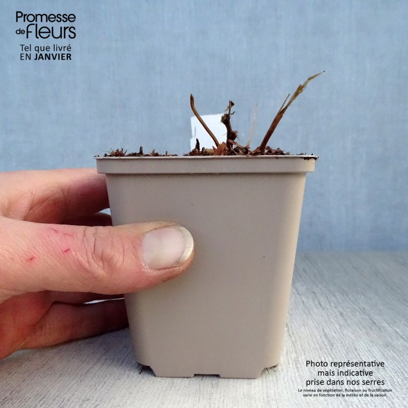 Filipendula purpurea - Purple Meadowsweet 8/9 cm pot sample as delivered in winter