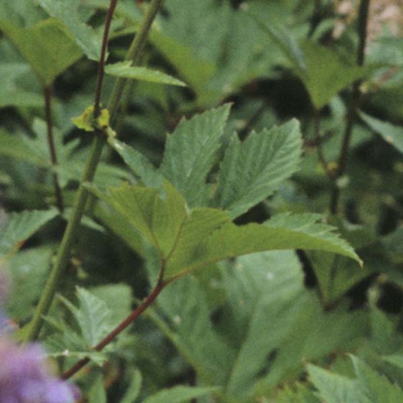 Filipendula purpurea Elegans (Foliage)