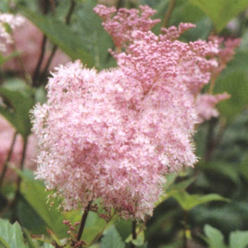 Filipendula purpurea Elegans (Flowering)