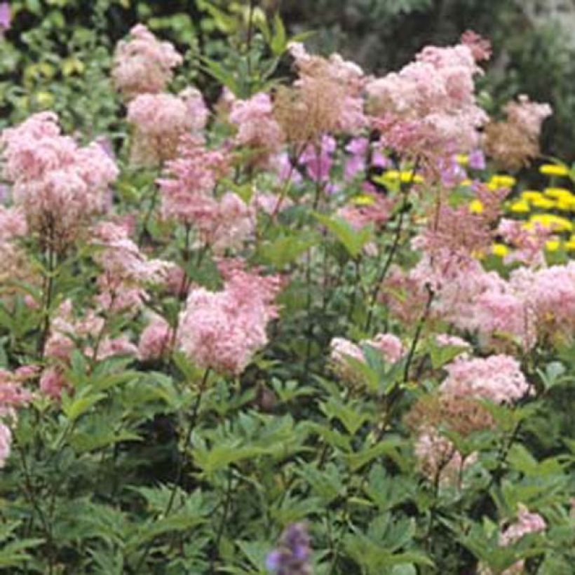 Filipendula purpurea Elegans (Plant habit)