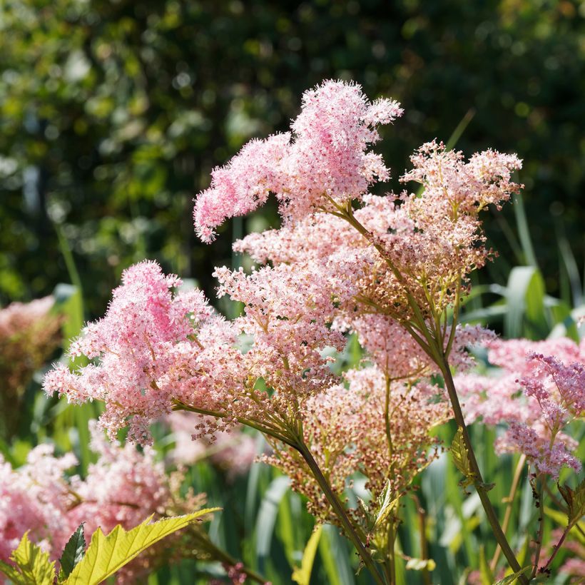 Filipendula rubra Venusta (Flowering)