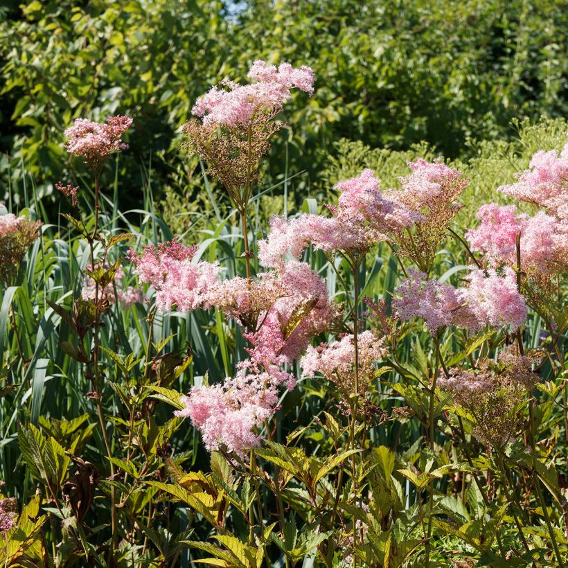 Filipendula rubra Venusta (Plant habit)