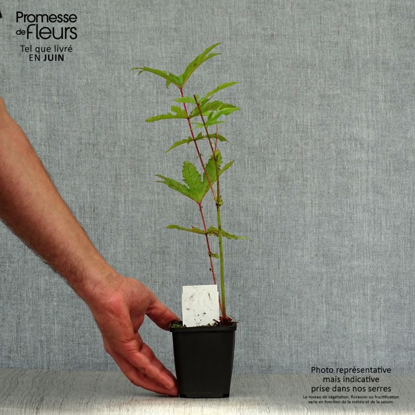 Filipendula rubra Venusta 8/9 cm pot sample as delivered in summer