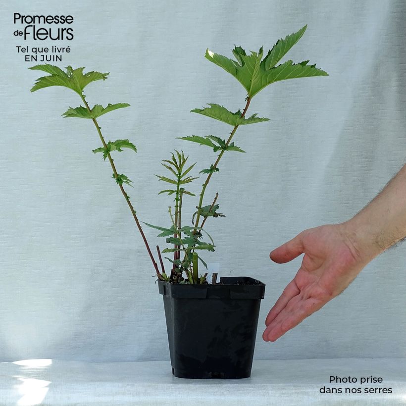 Filipendula rubra Venusta 2L/3L pot sample as delivered in summer