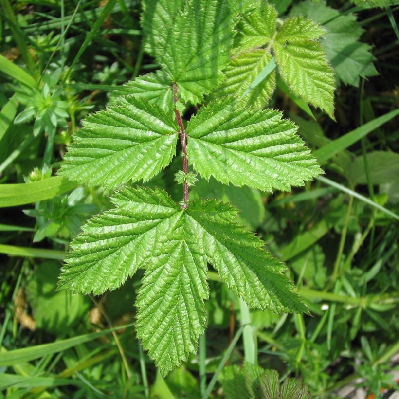 Filipendula ulmaria (Foliage)