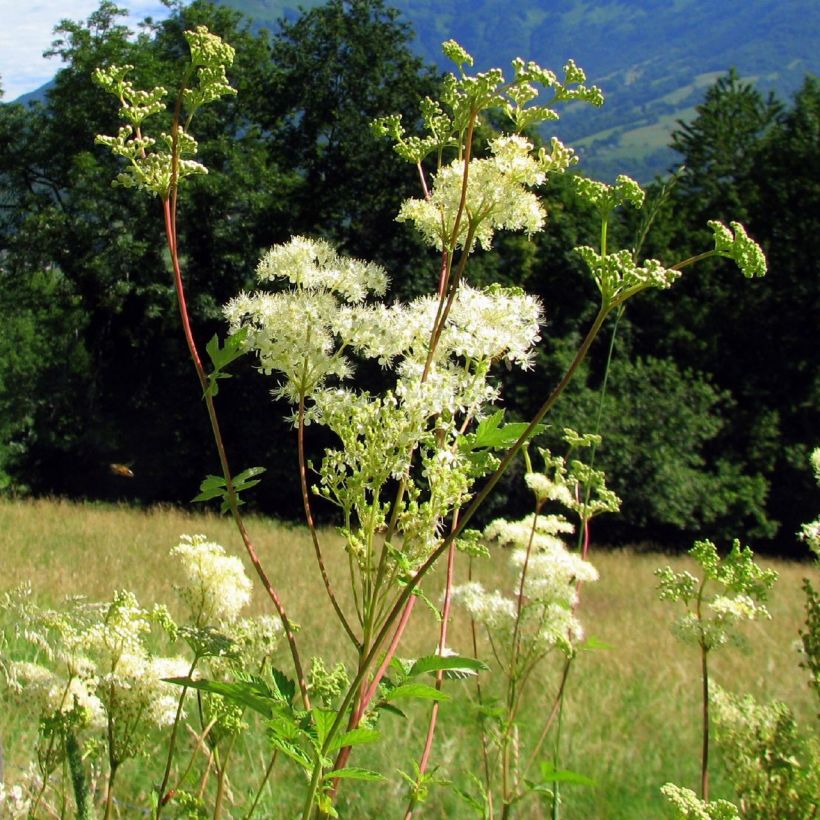 Filipendula ulmaria (Plant habit)