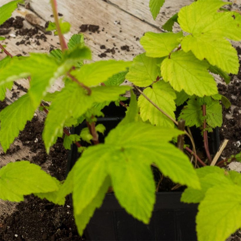 Filipendula ulmaria Aurea (Foliage)