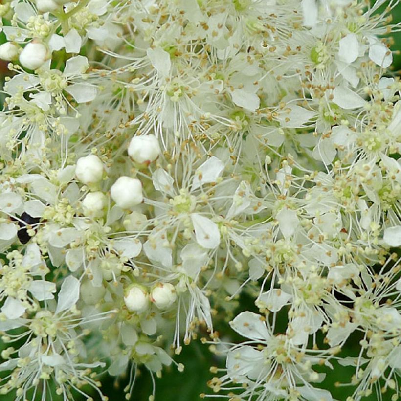 Filipendula ulmaria Aurea (Flowering)