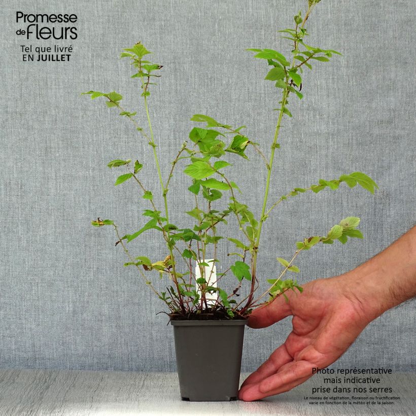 Filipendula ulmaria Aurea 8/9 cm pot sample as delivered in summer