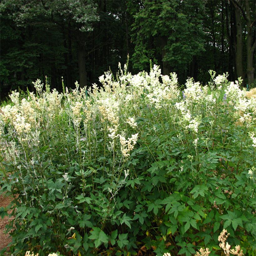 Filipendula ulmaria Plena (Plant habit)