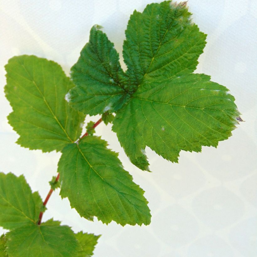 Filipendula ulmaria Plena (Foliage)