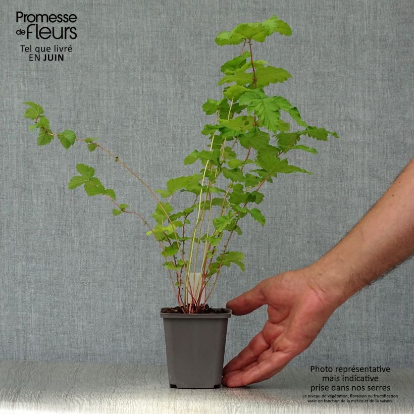 Filipendula ulmaria Plena 8/9 cm pot sample as delivered in summer
