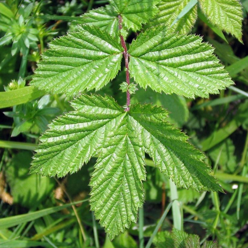 Filipendula ulmaria Rosea (Foliage)