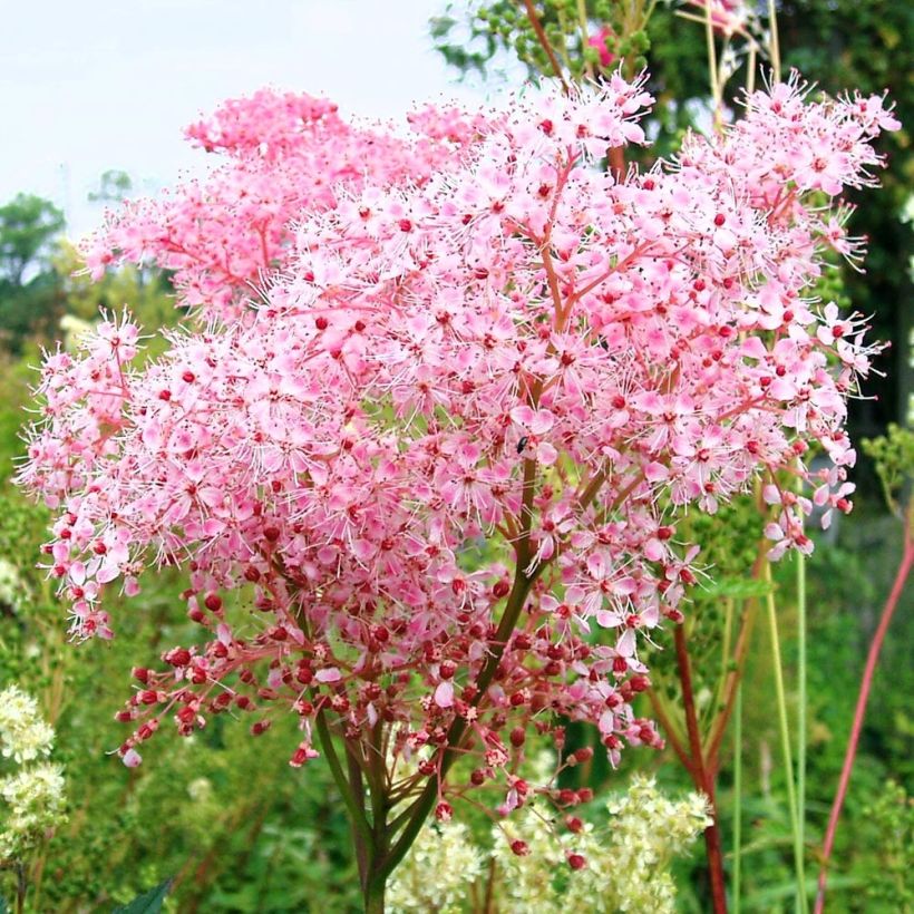 Filipendula ulmaria Rosea (Flowering)
