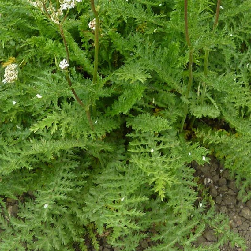 Filipendula vulgaris hexapetala (Foliage)