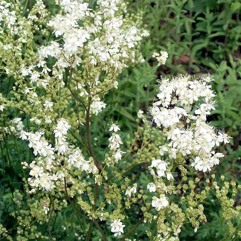 Filipendula vulgaris hexapetala (Flowering)