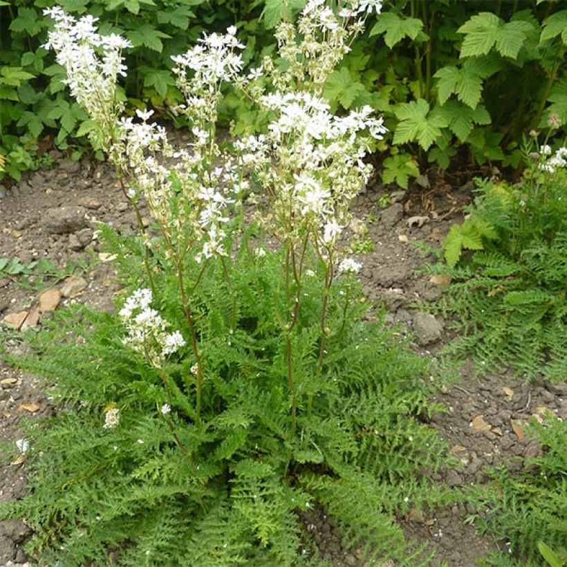 Filipendula vulgaris hexapetala (Plant habit)