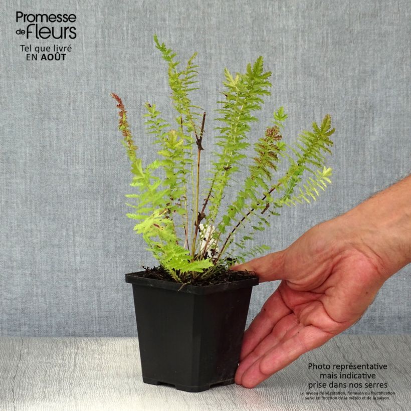 Filipendula vulgaris hexapetala 8/9 cm pot sample as delivered in summer
