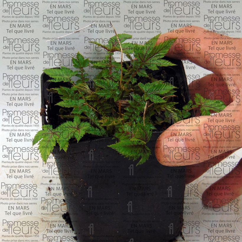 Example of Filipendula Red Umbrellas 8/9 cm pot specimen as delivered