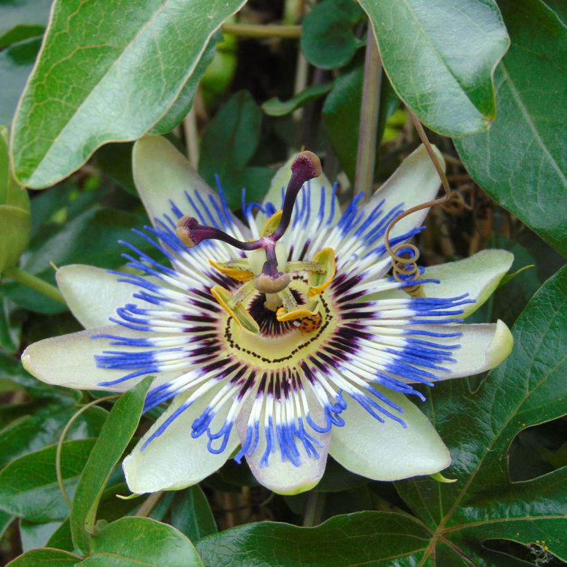 Passiflora caerulea seeds (Flowering)