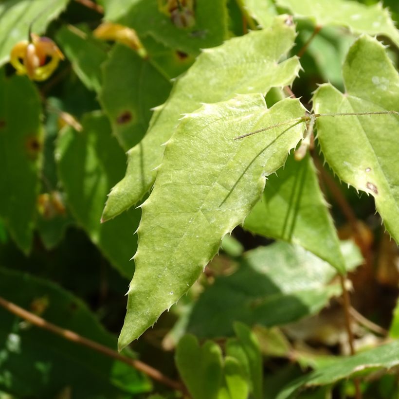 Epimedium Amber Queen - Barrenwort (Foliage)