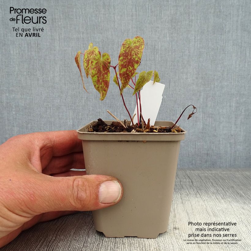 Epimedium Domino - Barrenwort sample as delivered in spring