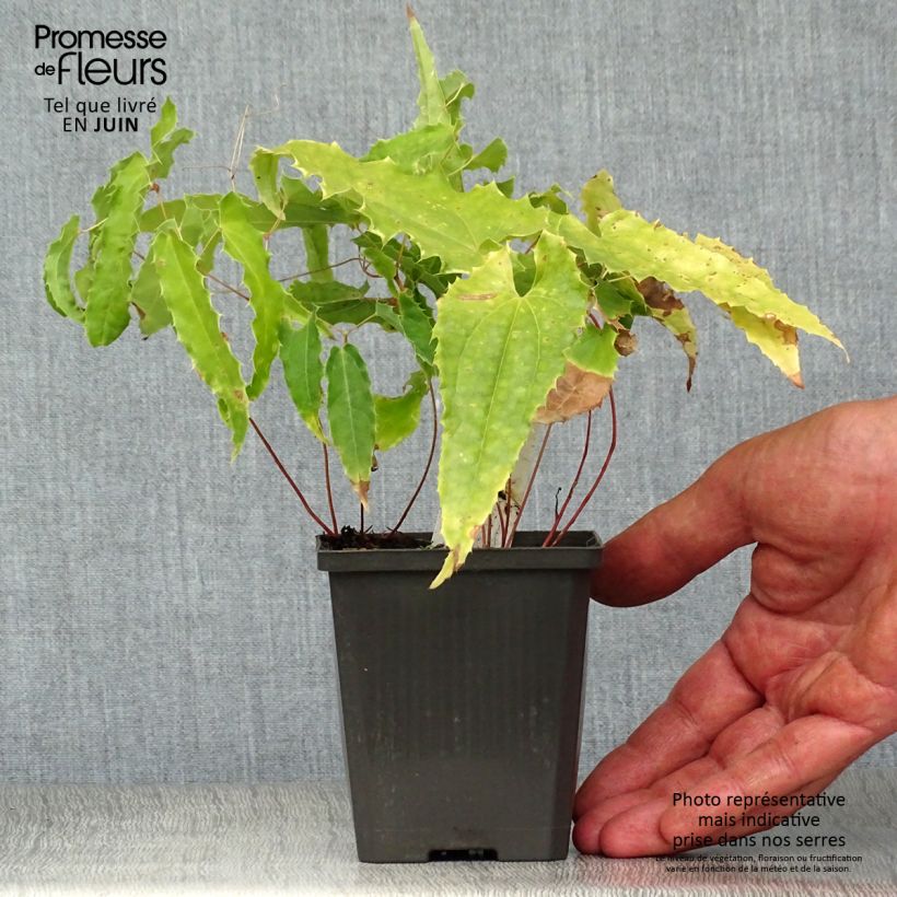 Epimedium Sphinx Twinkler - Barrenwort 8/9 cm pot sample as delivered in summer