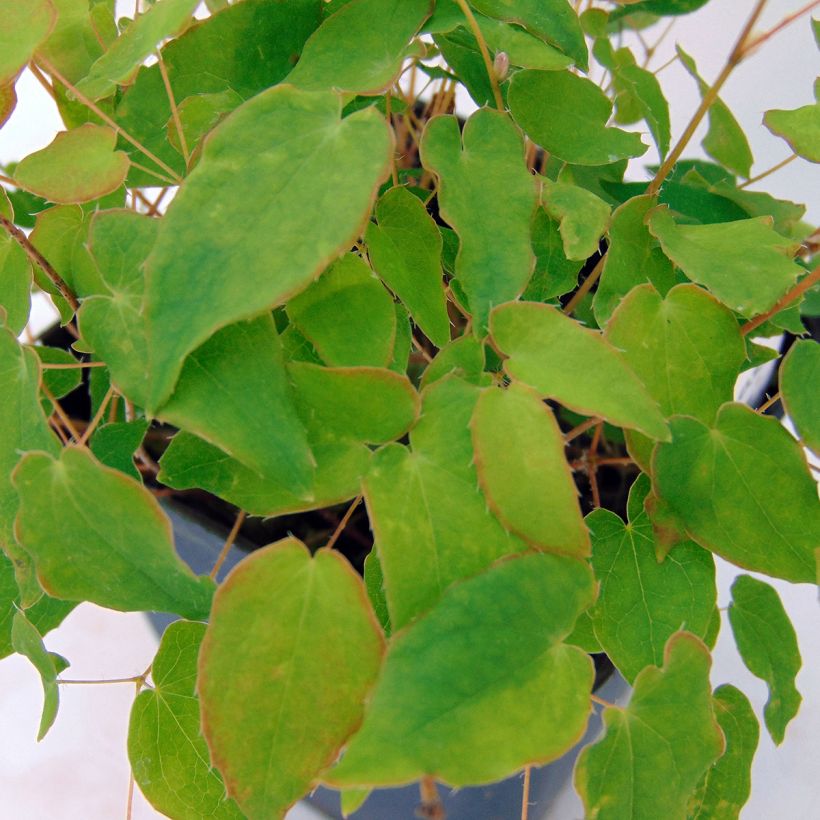 Epimedium grandiflorum Akebono - Fairy Wings (Foliage)