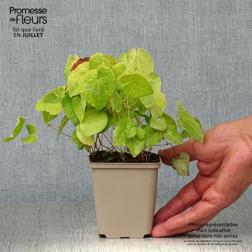 Epimedium pinnatum subsp. colchicum - Barrenwort 8/9 cm pot sample as delivered in summer