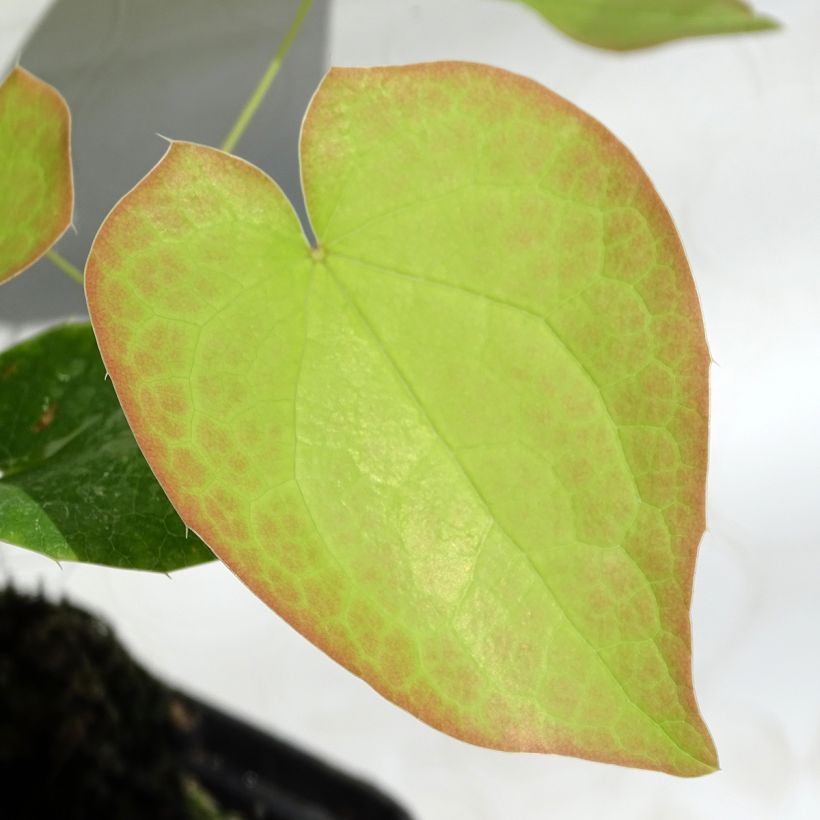 Epimedium pubigerum Orangekönigin - Barrenwort (Foliage)