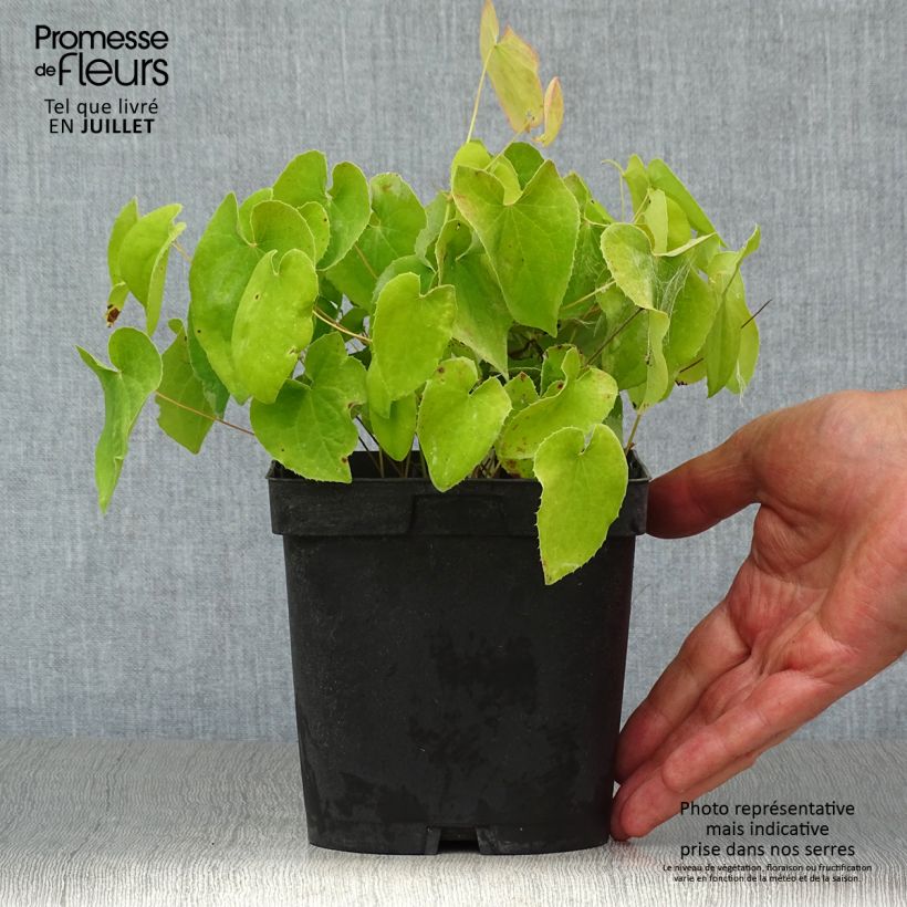 Epimedium pubigerum Orangekönigin - Barrenwort 2L/3L pot sample as delivered in summer