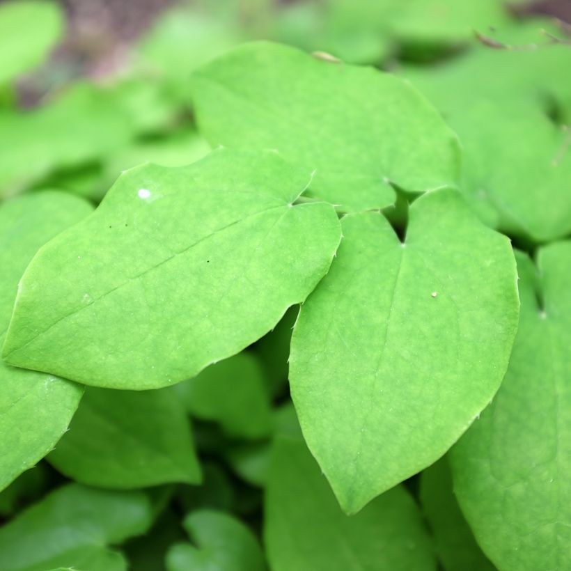 Epimedium pubigerum - Barrenwort (Foliage)