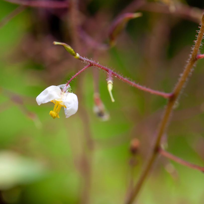 Epimedium pubigerum - Barrenwort (Flowering)