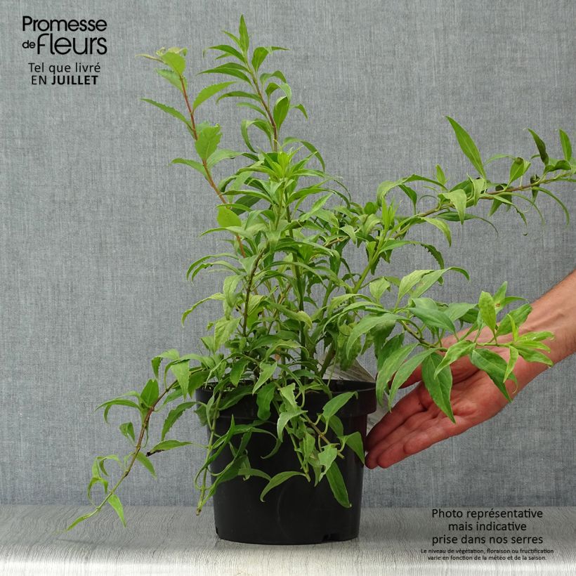 Forsythia intermedia Marée dOr 3L/4L pot sample as delivered in summer