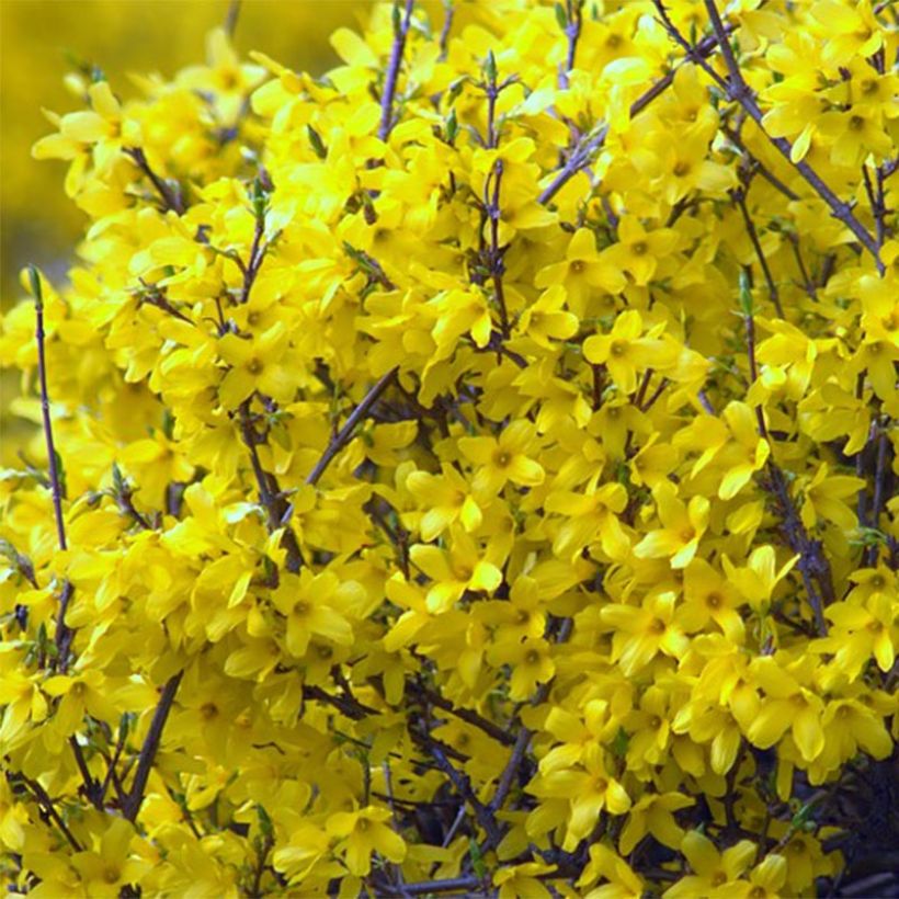 Forsythia intermedia Mêlée dOr (Flowering)